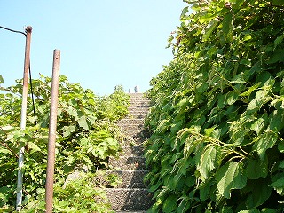 海岸からもどる階段