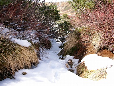 ハイマツのトンネルを振り返って