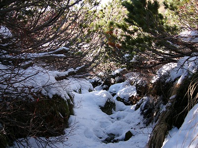 ハイマツのトンネルの薄暗い入り口