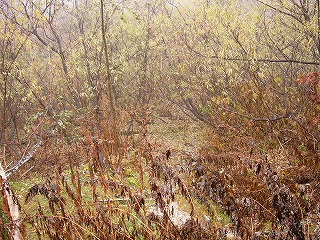 枯れ草と枯れ木の塊