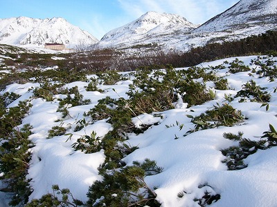 雪に押されているハイマツ