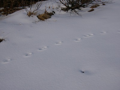 雪上の足跡