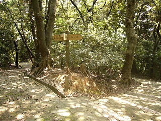 明るい森の中の二股の道。