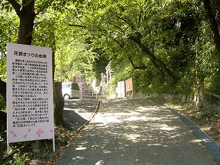 右の土手から見事に太い桜の木が斜めに張り出している坂道。