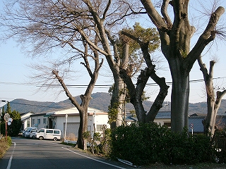 立ち並ぶ5本の巨木たち。