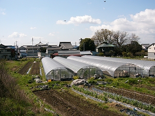 ビニールハウスのある畑。