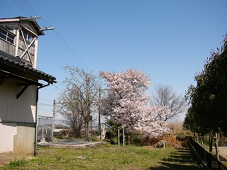 跨線橋の一部と桜。