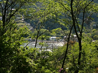 木々の間から干潟を見下ろして。