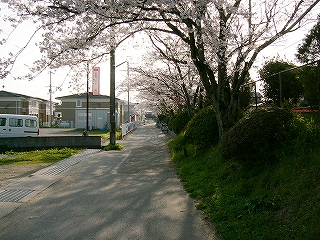 細道、緑の植え込み。