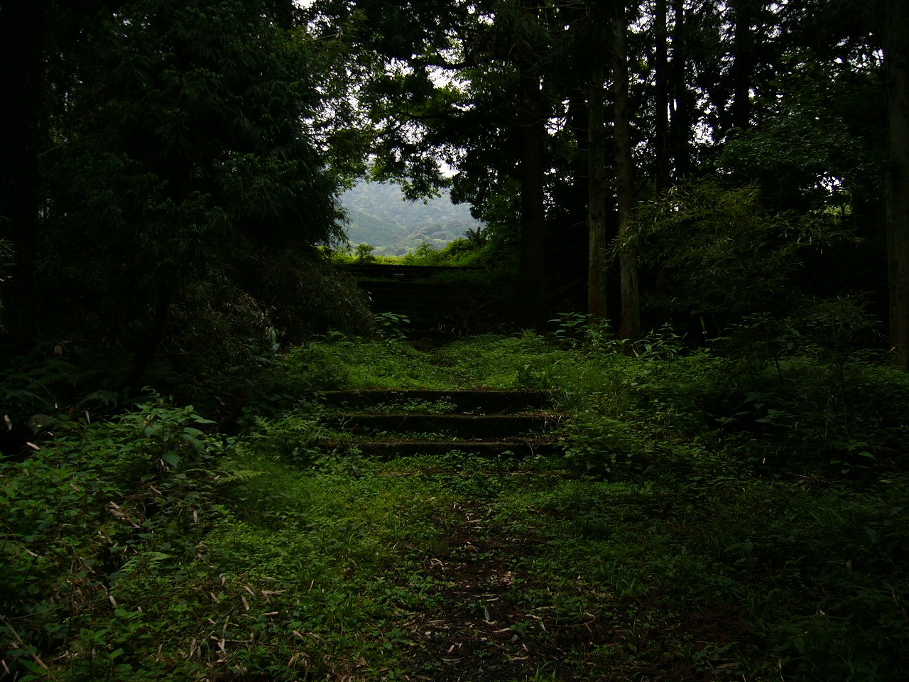 うっそうとした森の中。もう少し先に進めば抜けられそう。