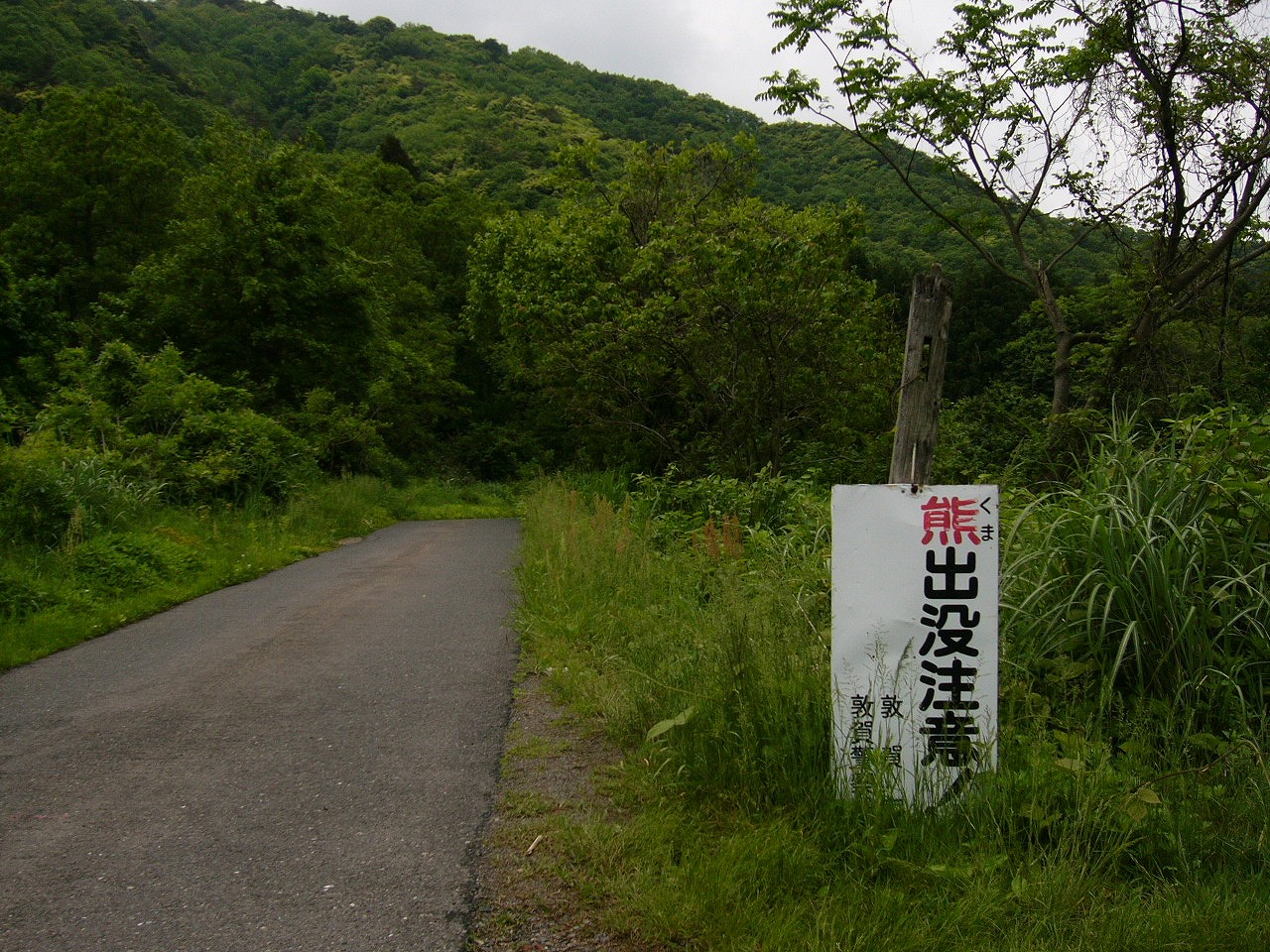 両脇は緑の茂る細い舗装路