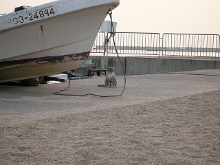 陸に上がった舳先の下に猫。