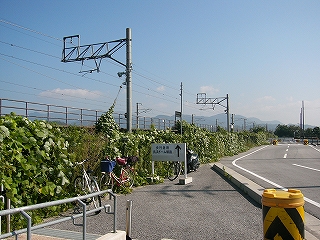 緑に包まれる沿線。