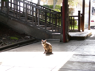 恐ろしい姿の猫。